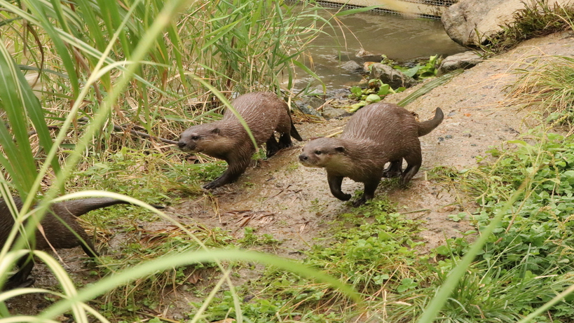 コツメカワウソ＠神戸どうぶつ王国