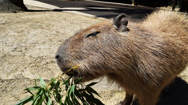 長崎バイオパーク