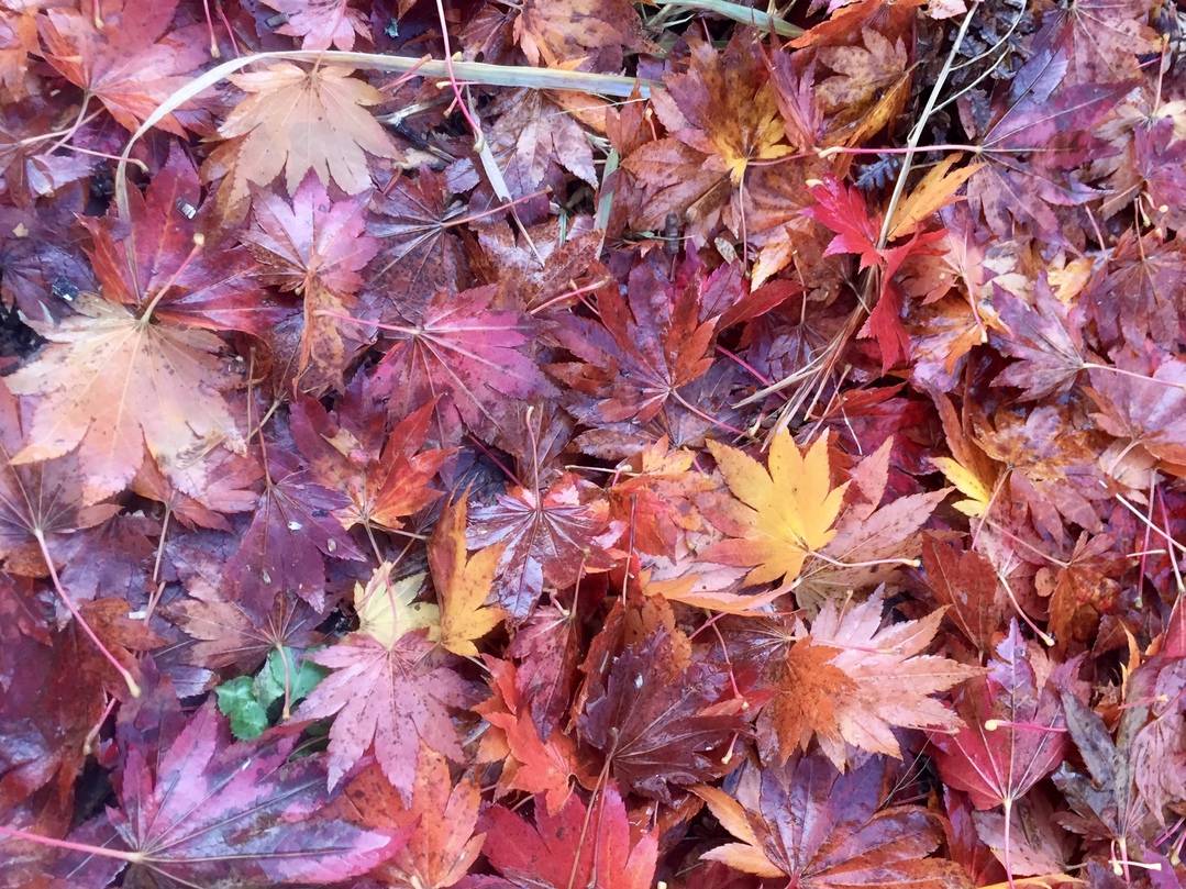 秋の色彩。