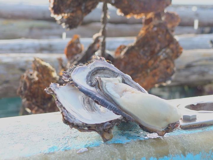 マルテン水産の牡蠣