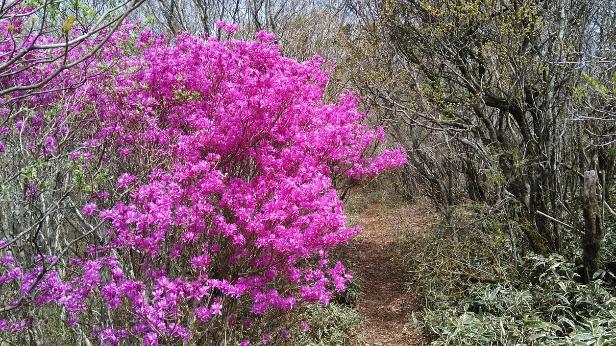 春、山荘裏に鮮やかに咲くトサノミツバツツジ