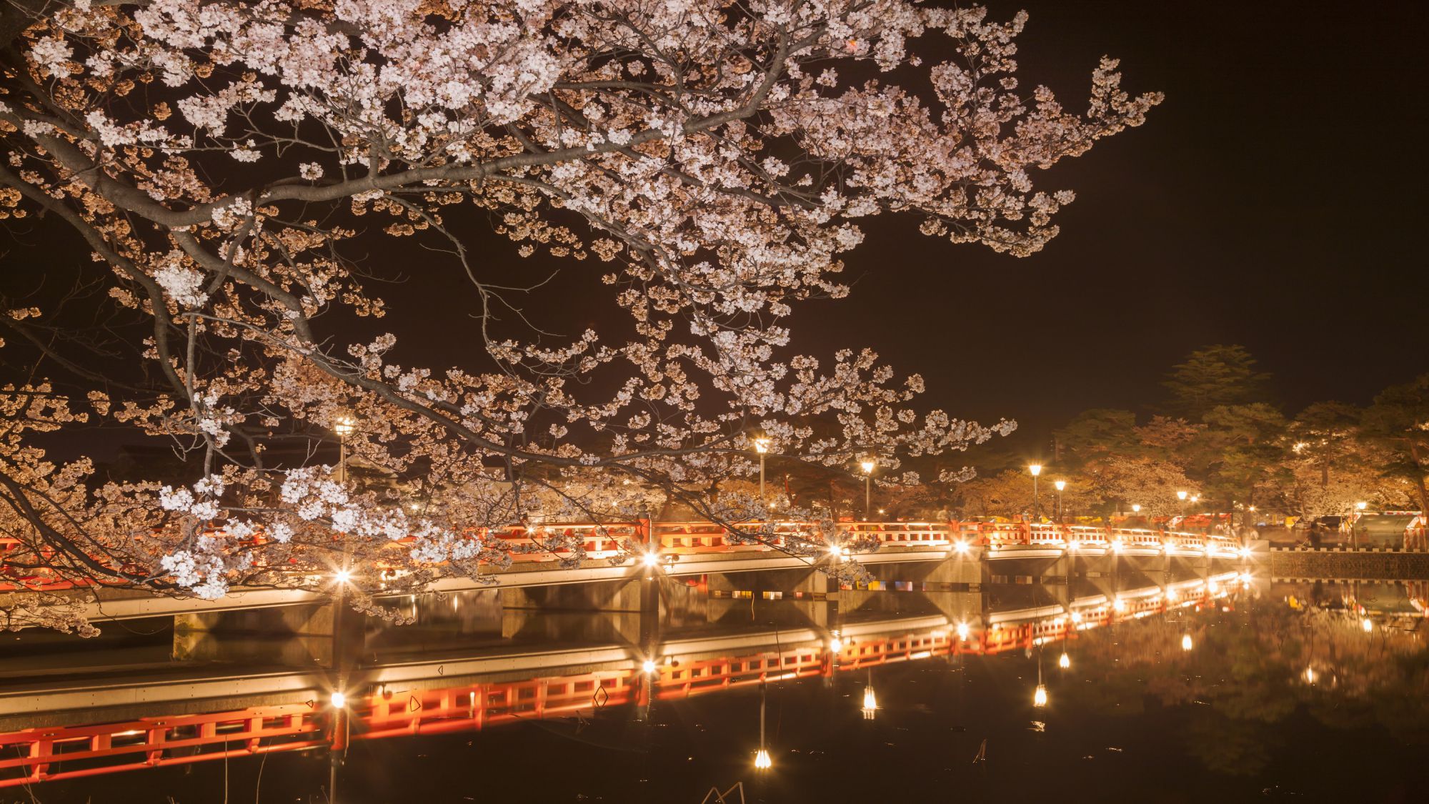 高田公園の桜＜日本3大夜桜＞観桜会24年3月29日〜4月14日