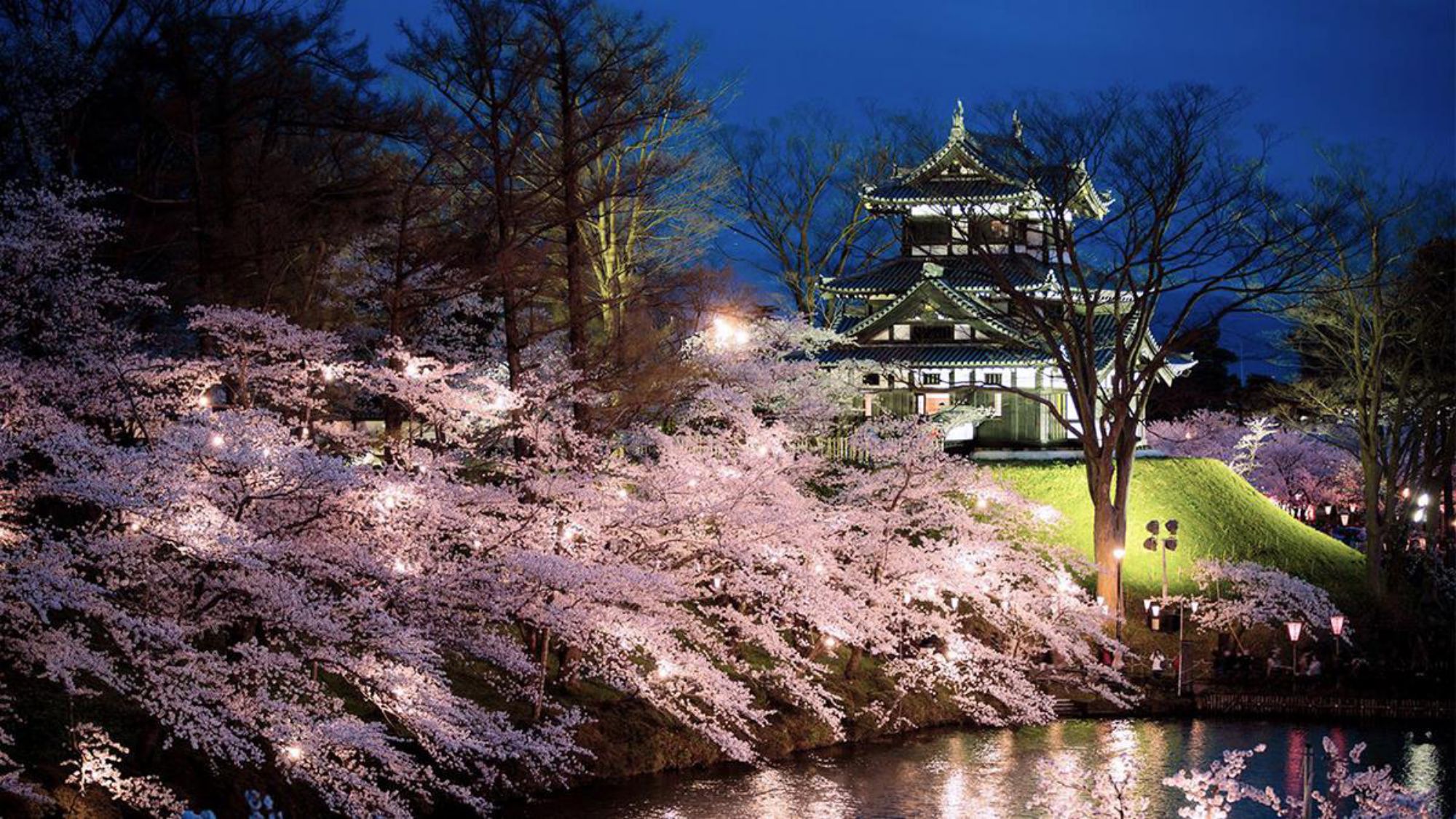 高田公園の桜＜日本3大夜桜＞観桜会車で約30分