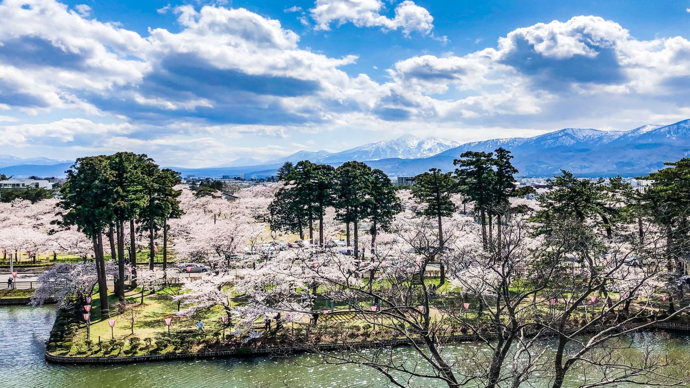 高田公園の桜＜日本3大夜桜＞観桜会24年3月29日〜4月14日