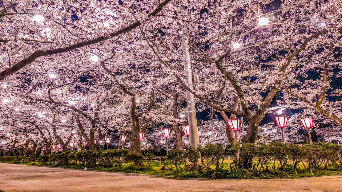 高田公園の桜＜日本3大夜桜＞観桜会23年3月29日〜4月12日