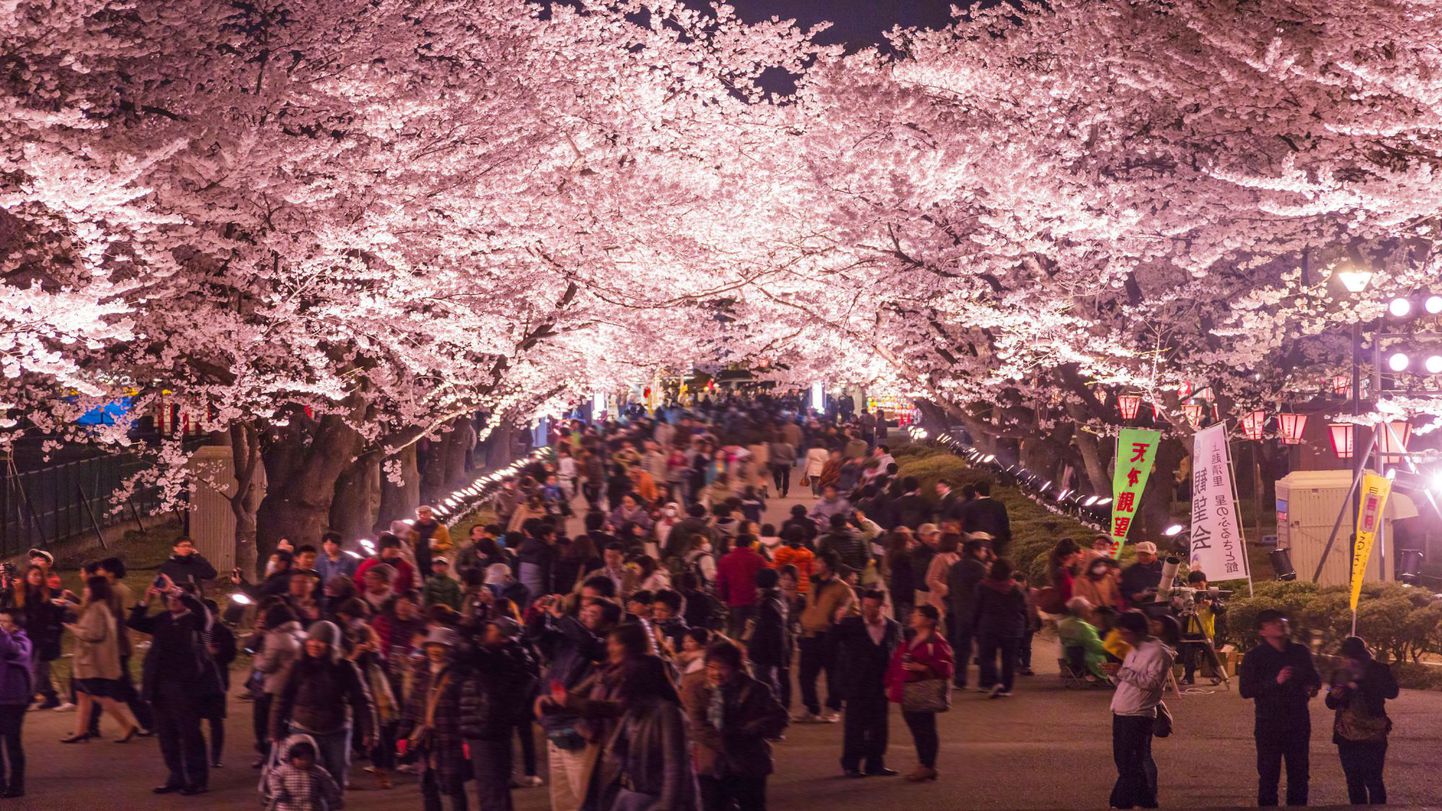 高田公園の桜＜日本3大夜桜＞車で約30分