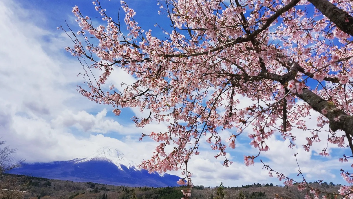 *富士山／桜と富士の贅沢ショット！寒さ厳しい冬をこえ、山中湖にも春がきました！