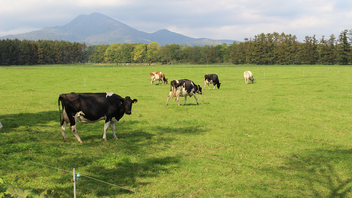 *【周辺】春〜秋には放牧されている牛たちをあちこちで見かけます。