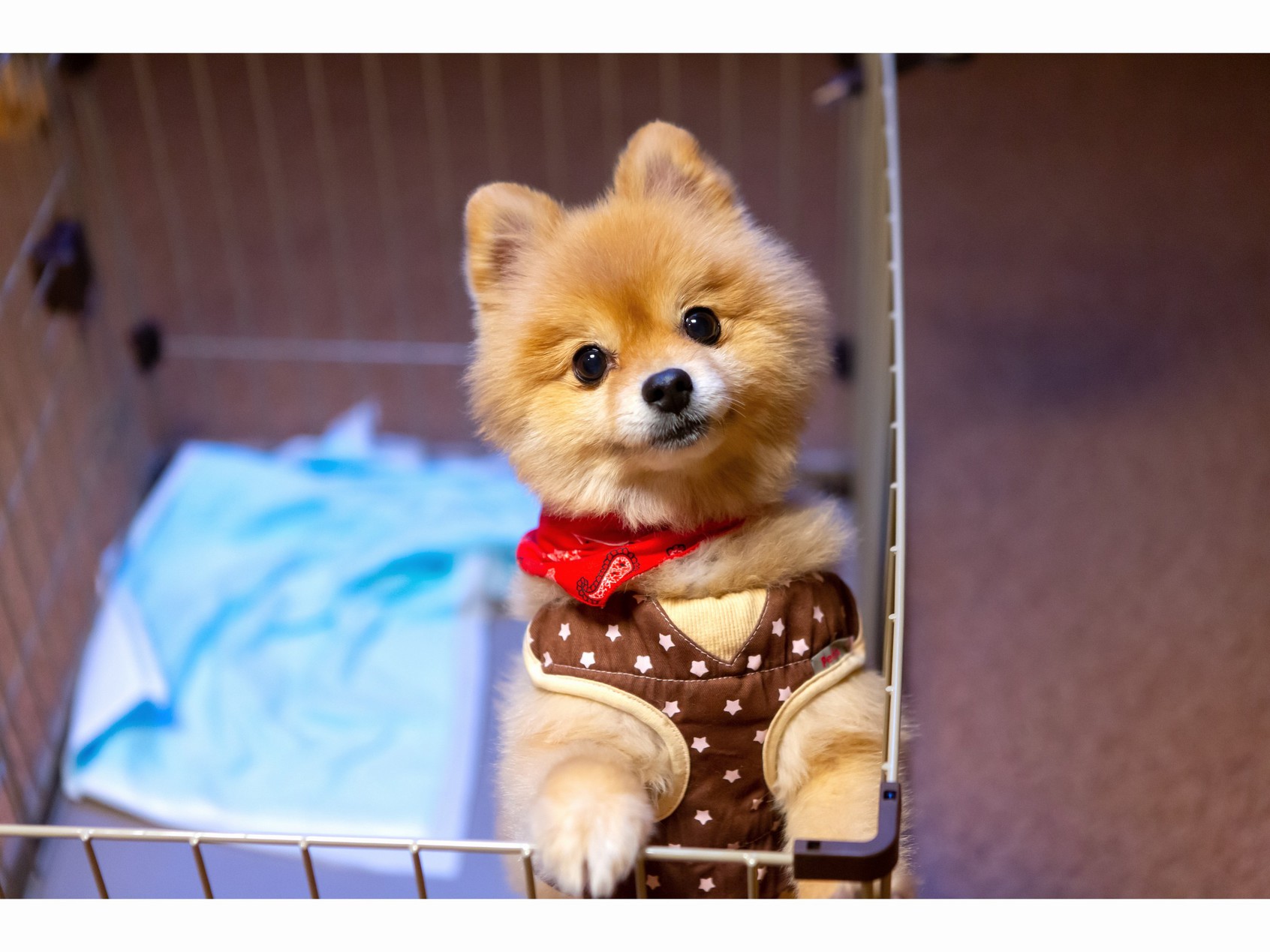 This photo about Okomori Yamame shared on HyHotel.com