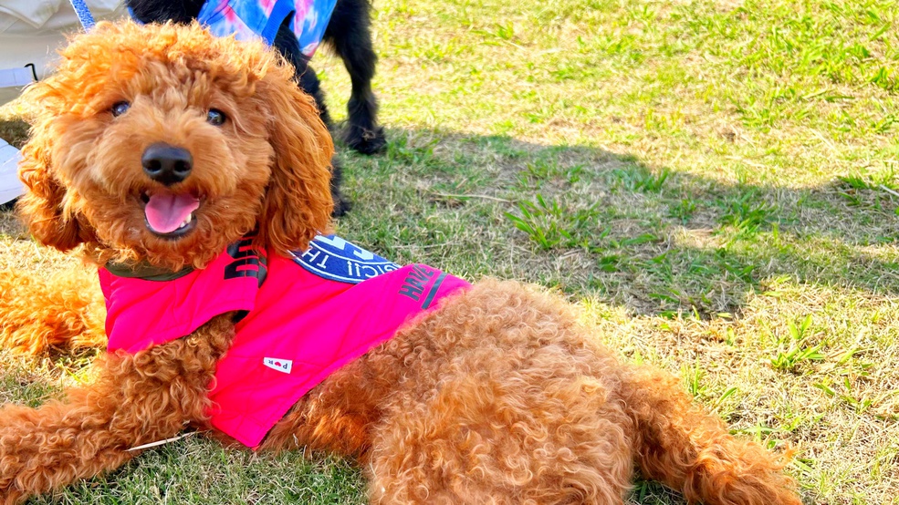 愛犬とグランピング♪