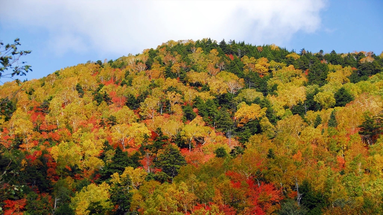 志賀高原の美しい紅葉