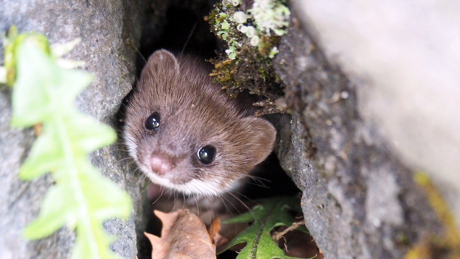 志賀高原に住む動物たち