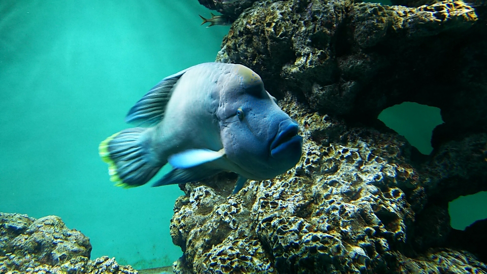 葛西臨海水族園