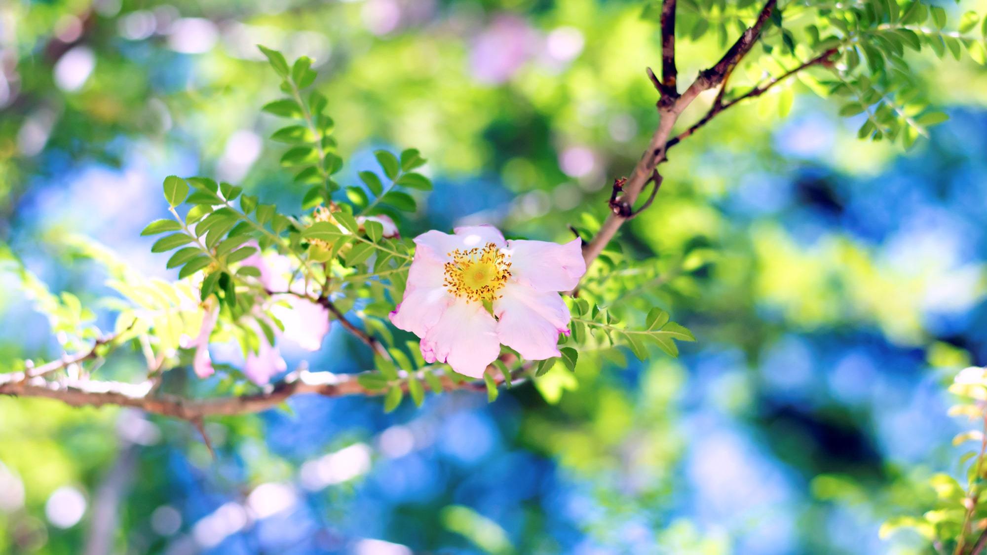 *［ガーデン］6〜8月は、多くのお花で彩られます