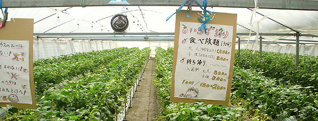 イチゴ狩り全景