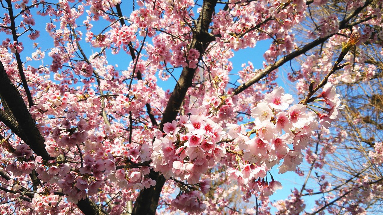 春には満開の桜が見られます
