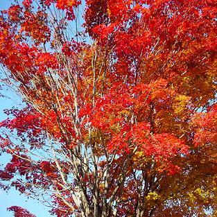 紅葉