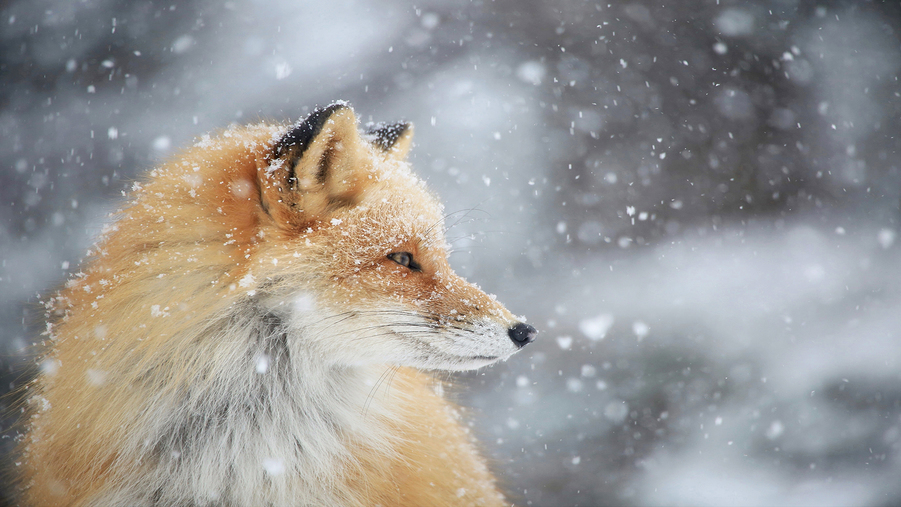 知床で出会える野生動物キタキツネ