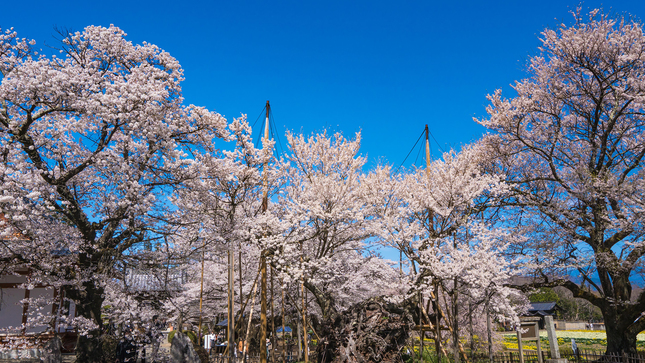 神代桜