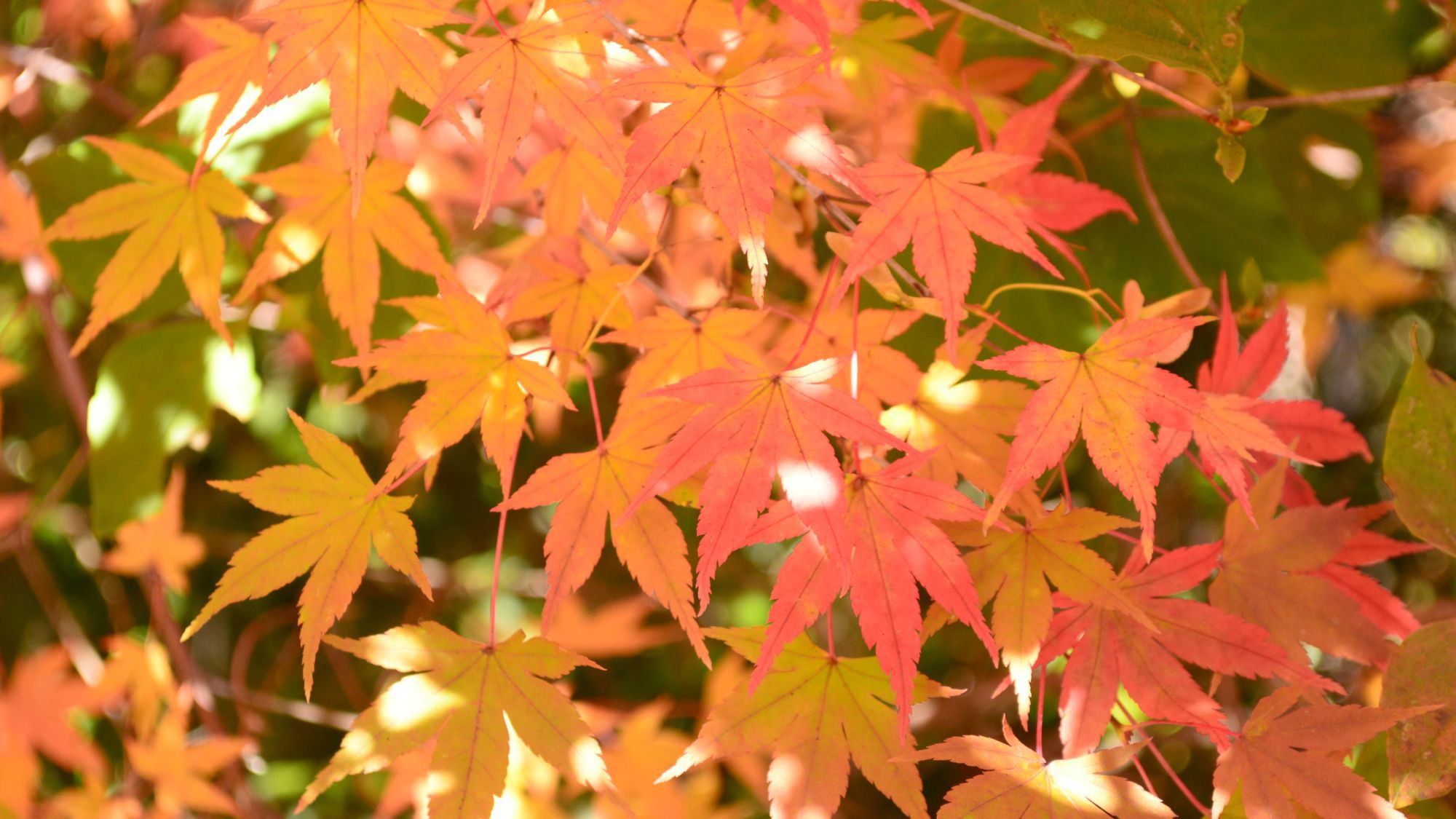 八ヶ岳エリアの紅葉は10月中旬〜11月中旬ごろが見頃♪