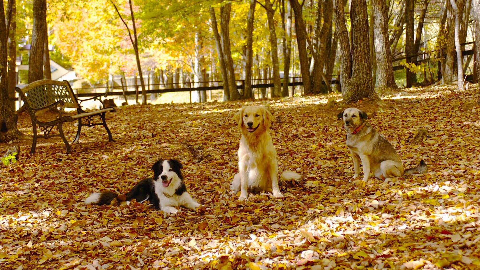 dog park 陽光の秋は紅葉が綺麗♪