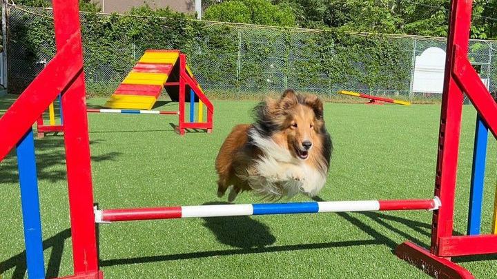 dog parkアジリティエリア利用イメージ