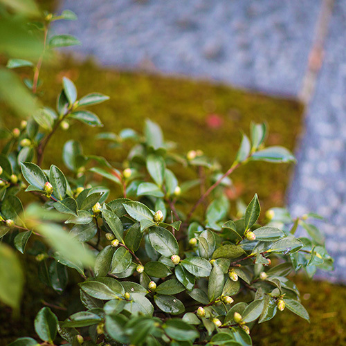 Kotoheian no Yado KANADE Main Image Kotoheian no Yado KANADE, Kyoto