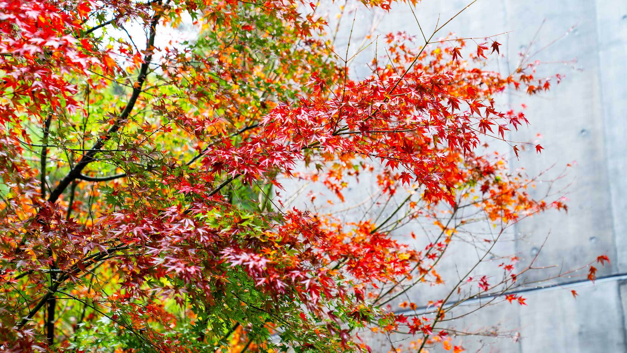 【中庭／紅葉】紅葉を愛でながら、当館でゆったりとお寛ぎください。