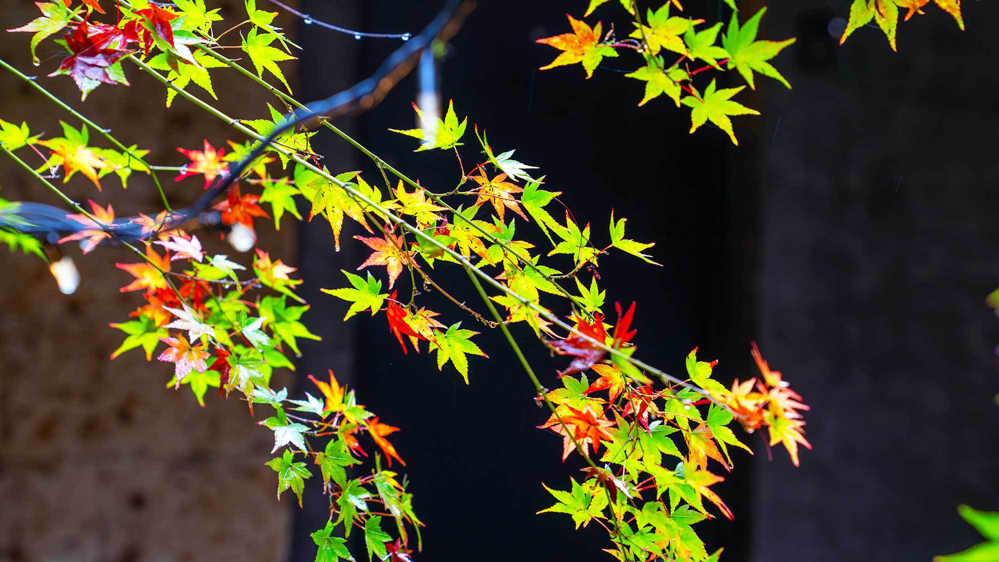 【中庭／紅葉】雨に濡れた紅葉も風情があり、日光の歴史と共に日本の和の心を感じることができます。