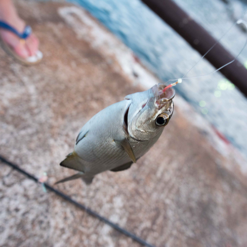 *神津島は釣りのメッカ！初心者から上級者まで楽しめます