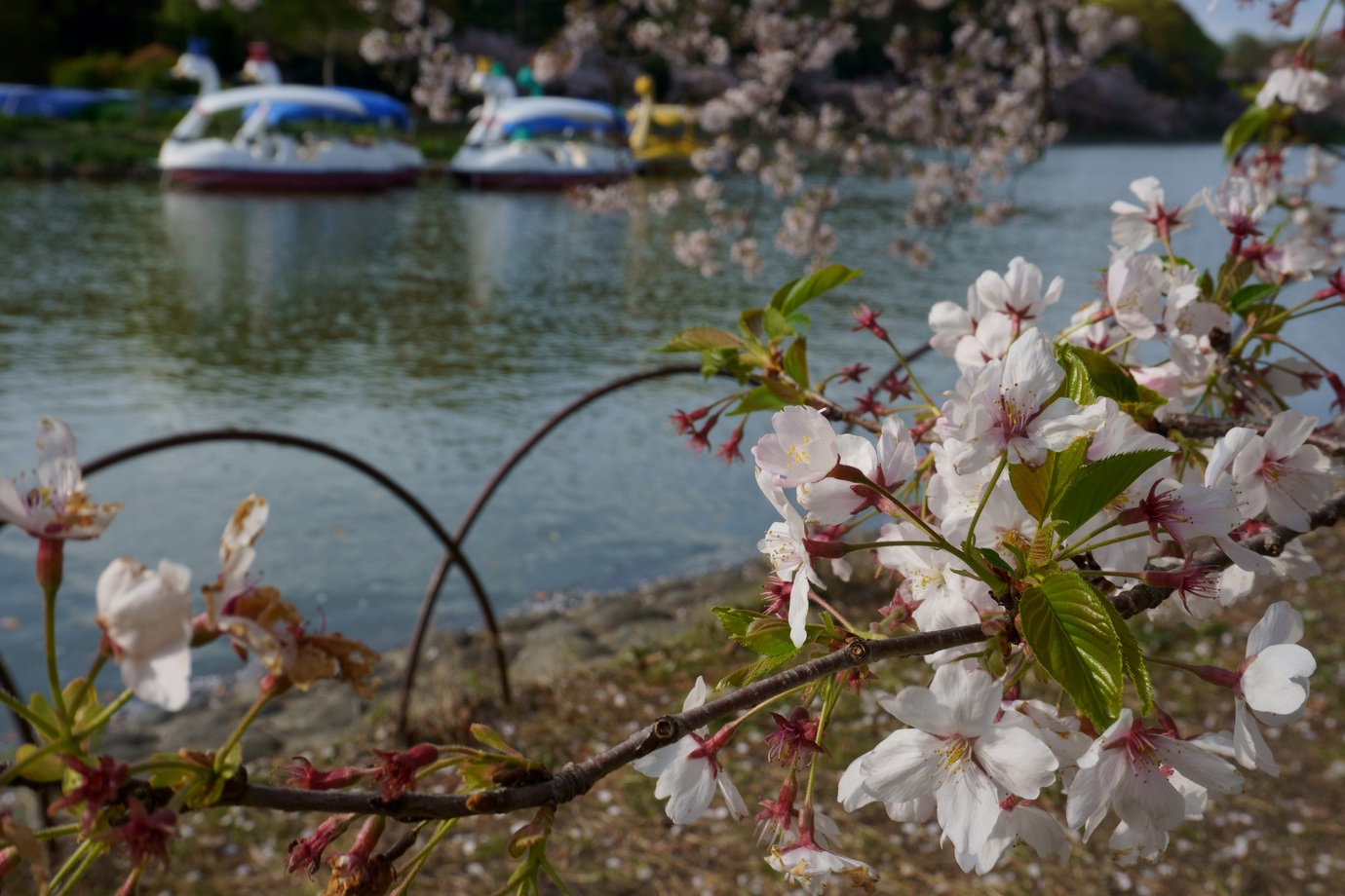 明石公園（明石城跡）