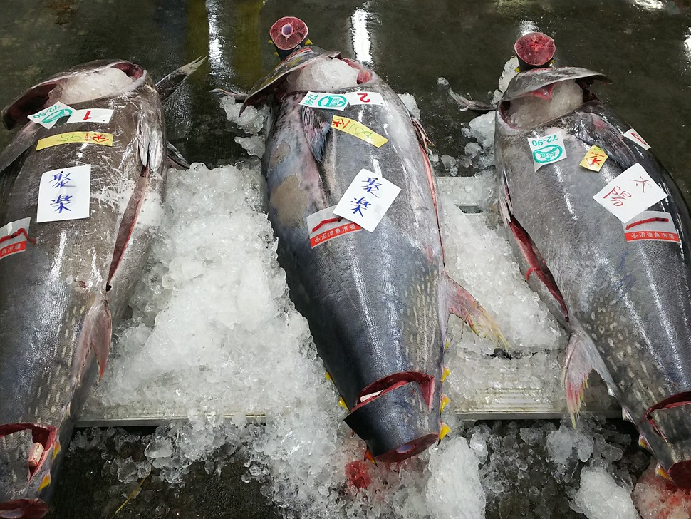 社長自ら本マグロを仕入れております♪