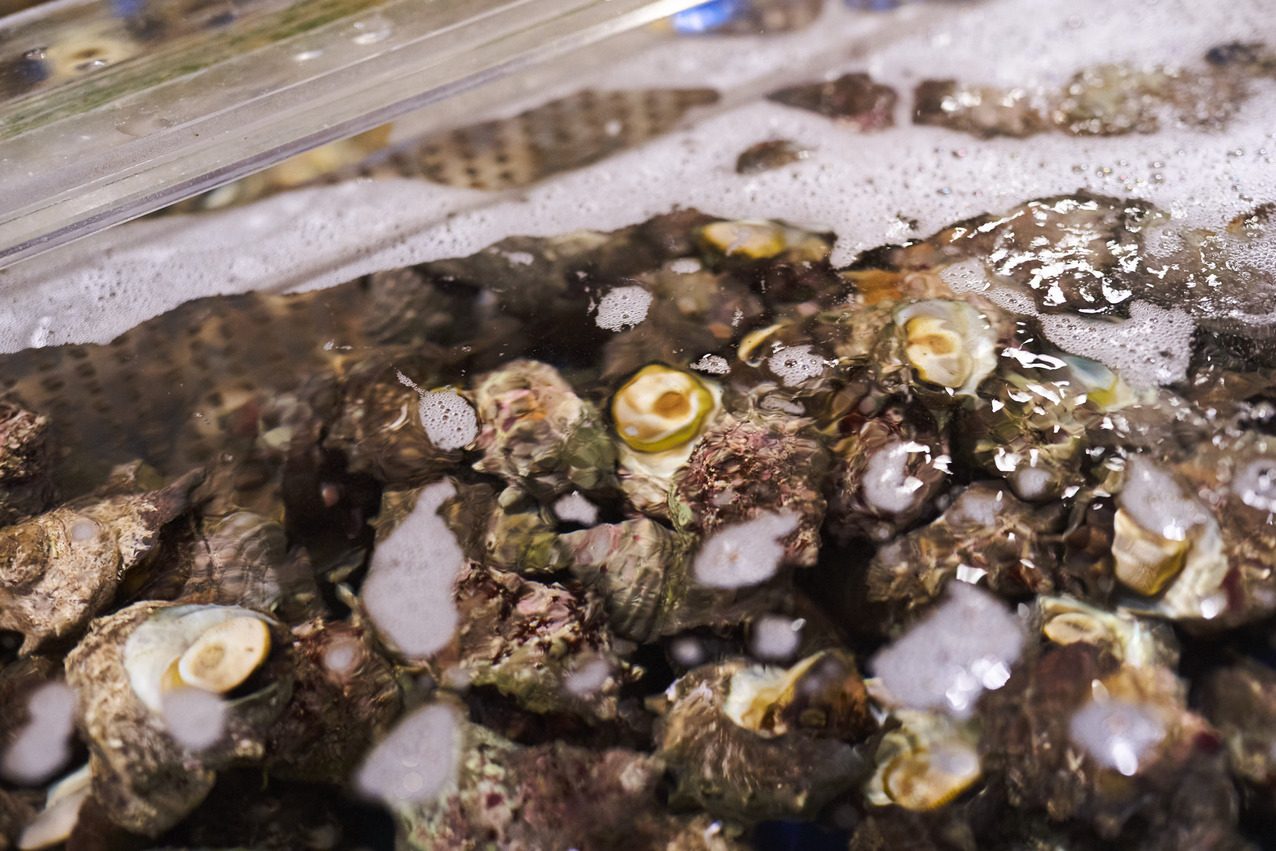 立派な活サザエが毎日いっぱい登場！水槽からサザエ・ハマグリ・ホンビノス貝をとって焼いてね♪