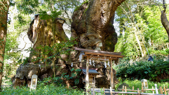 *【来宮神社】樹齢2000年超ともいわれるこの大楠を一廻りすると一年寿命が延びると伝えられています。