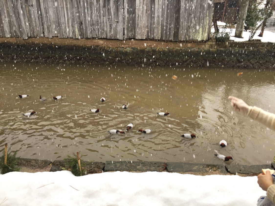 冬の風物詩、渡り鳥（鴨）ホシオジロたち