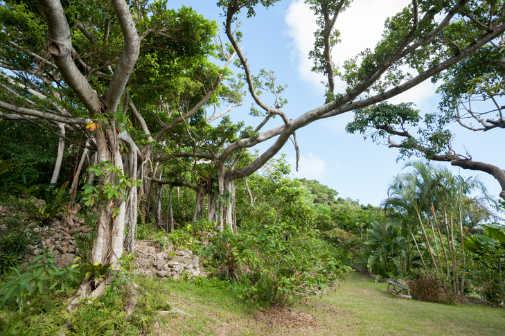 さちばるの庭見ると圧倒される、沖縄の県木ガジュマル