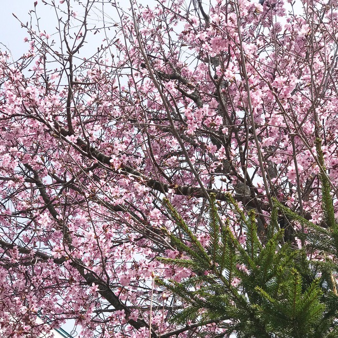 桜