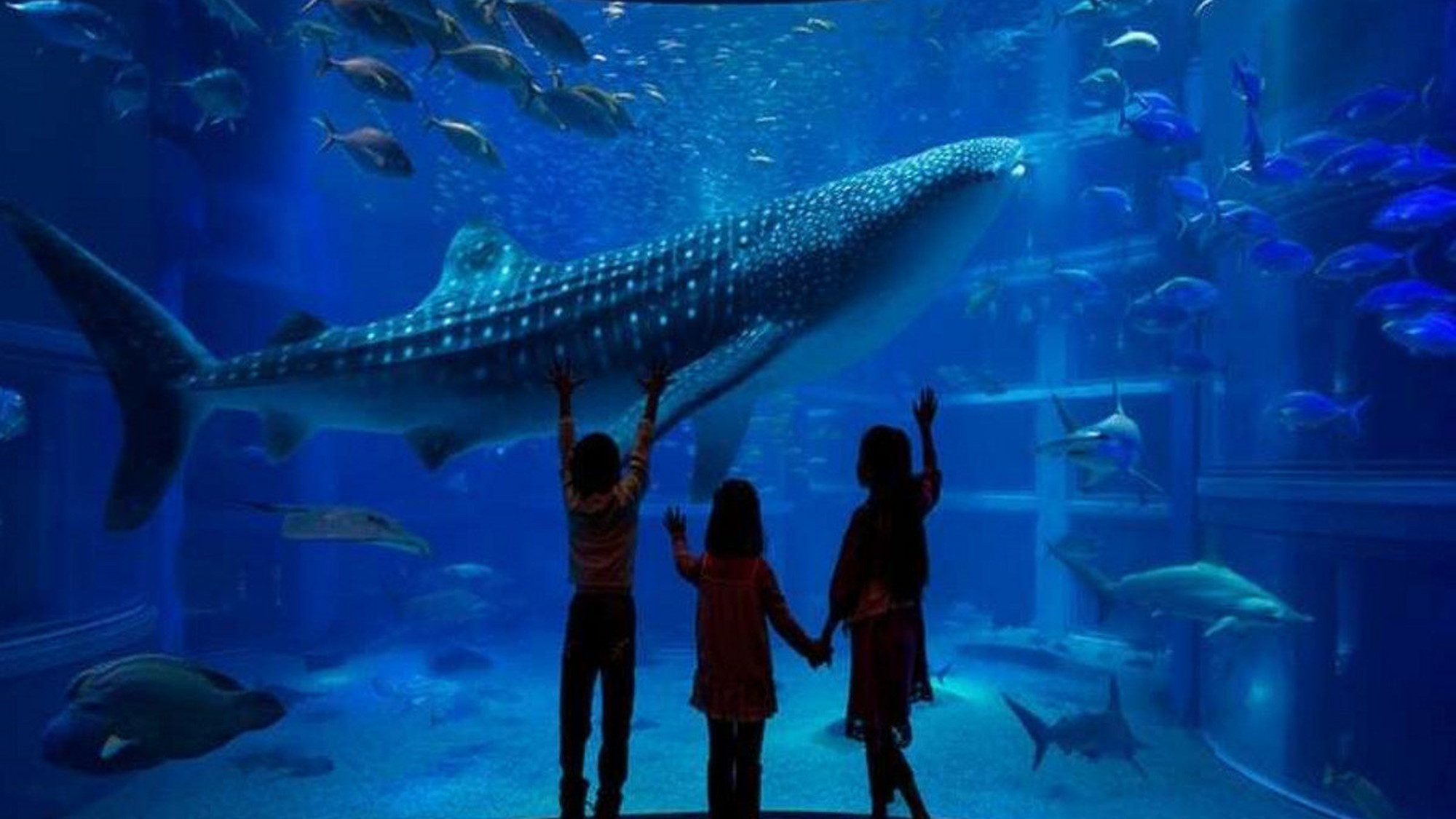 【大阪・天保山】大阪にある世界最大級の水族館「海遊館」。