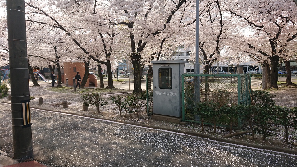 宿の前の公園の春の景色（桜）