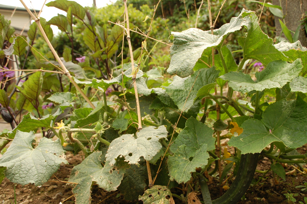 庭には夏野菜が育つ季節