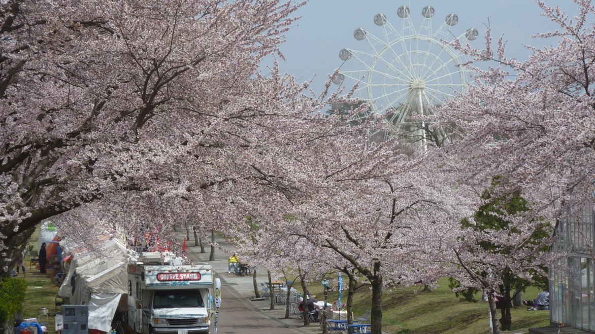 八戸公園の桜