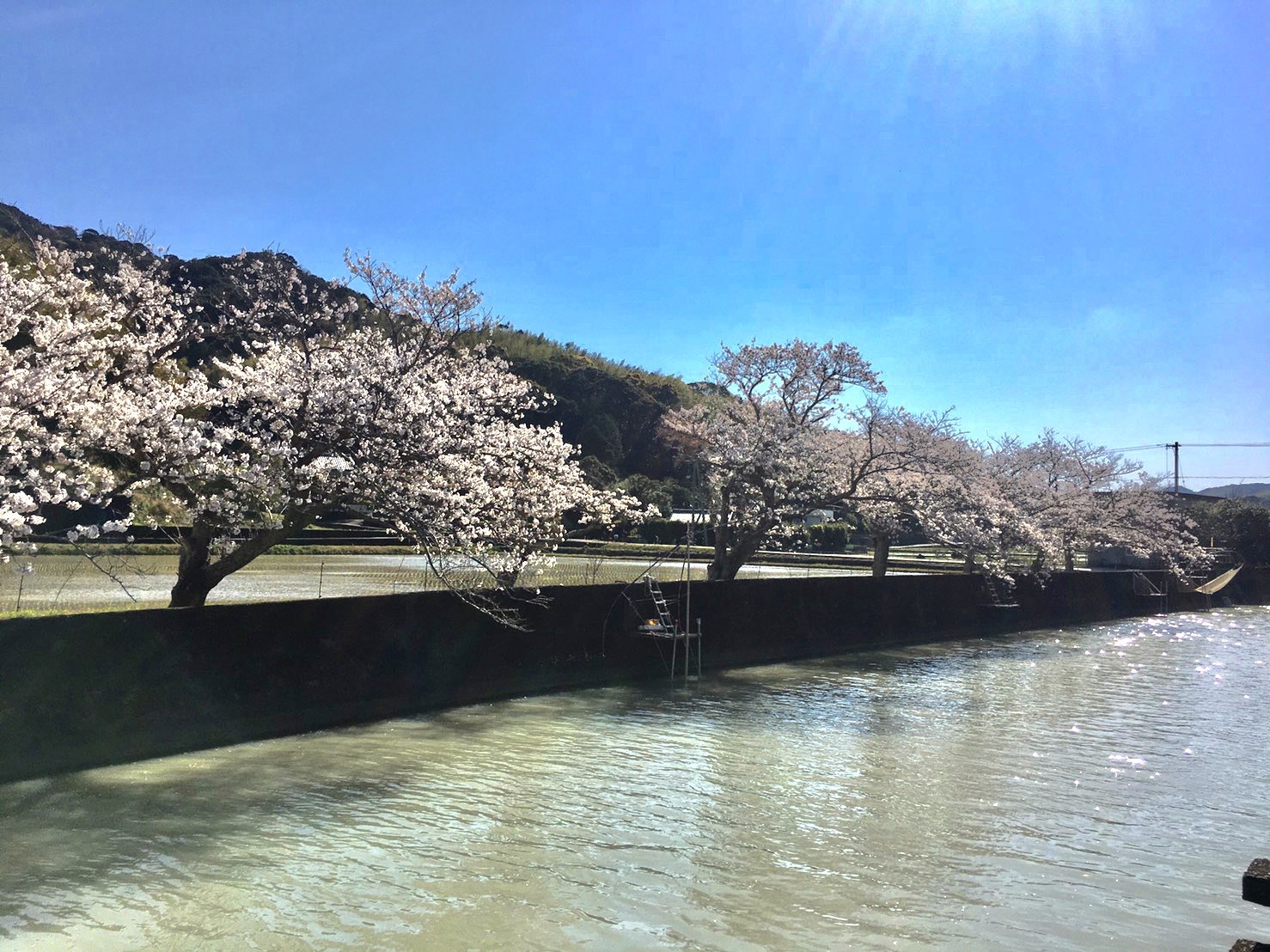 春の景色