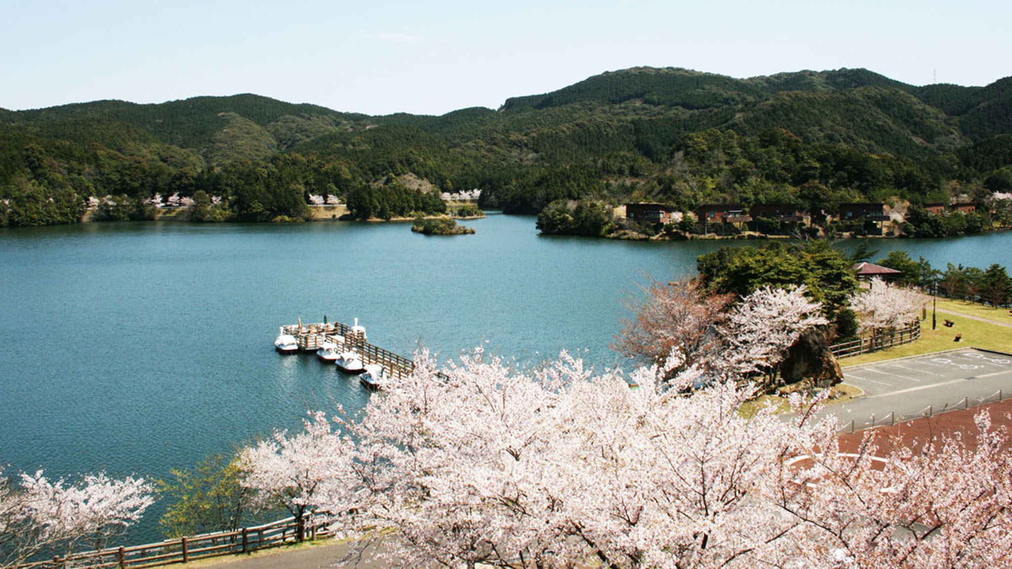 ・【伊佐ノ浦公園】春には1，500本の桜が谷を埋め尽くし、一帯を桜色に染める桜の里