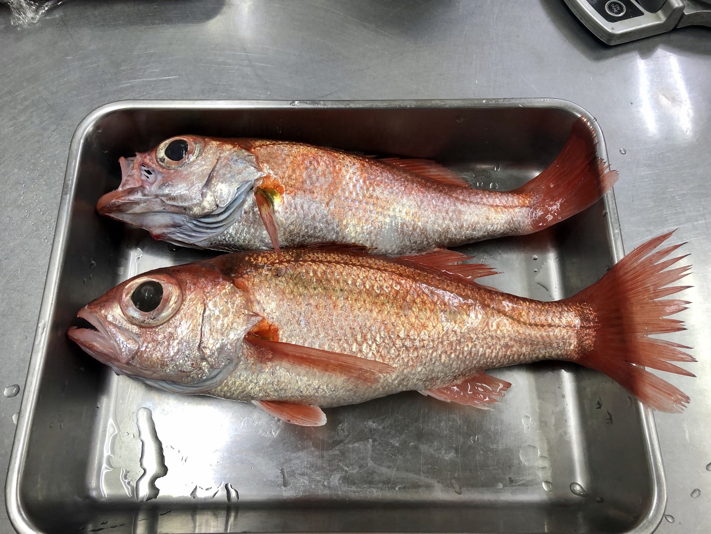 稲取の海ではノド黒(赤ムツ)も釣れるんですよ。