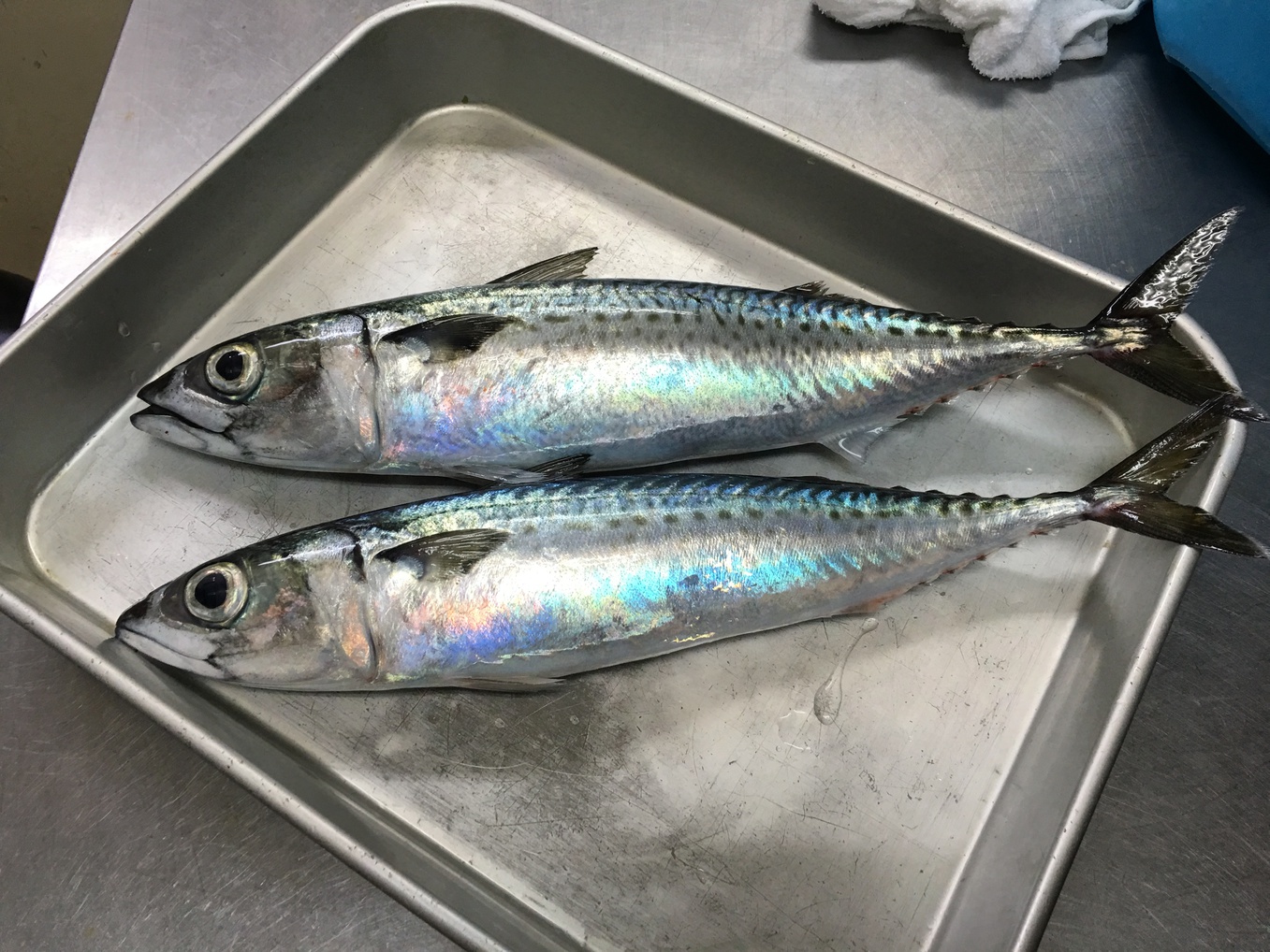 朝どれの釣り鯖