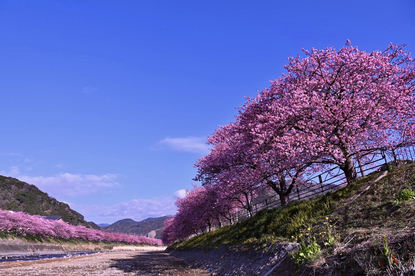 伊豆の早春を彩る河津桜まつり