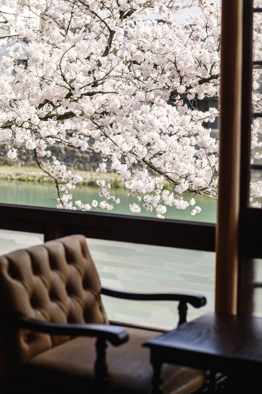窓、椅子桜