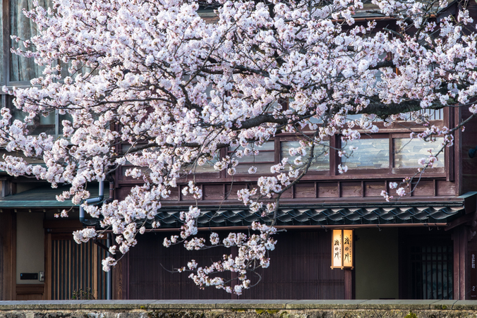 浅の川正面桜