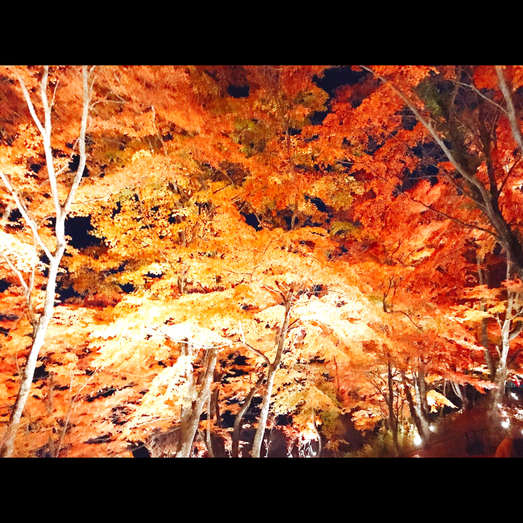 紅葉まつりライトアップされた紅葉を眺めながら、お散歩などいかがでしょうか