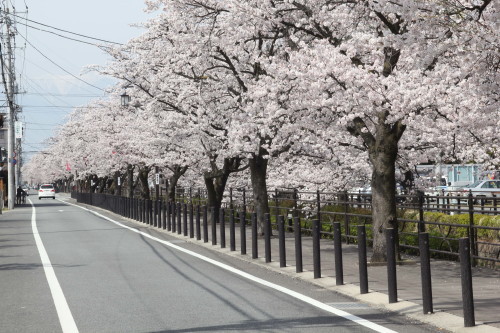 さくら温泉通り（石和温泉）３月下旬-４月上旬